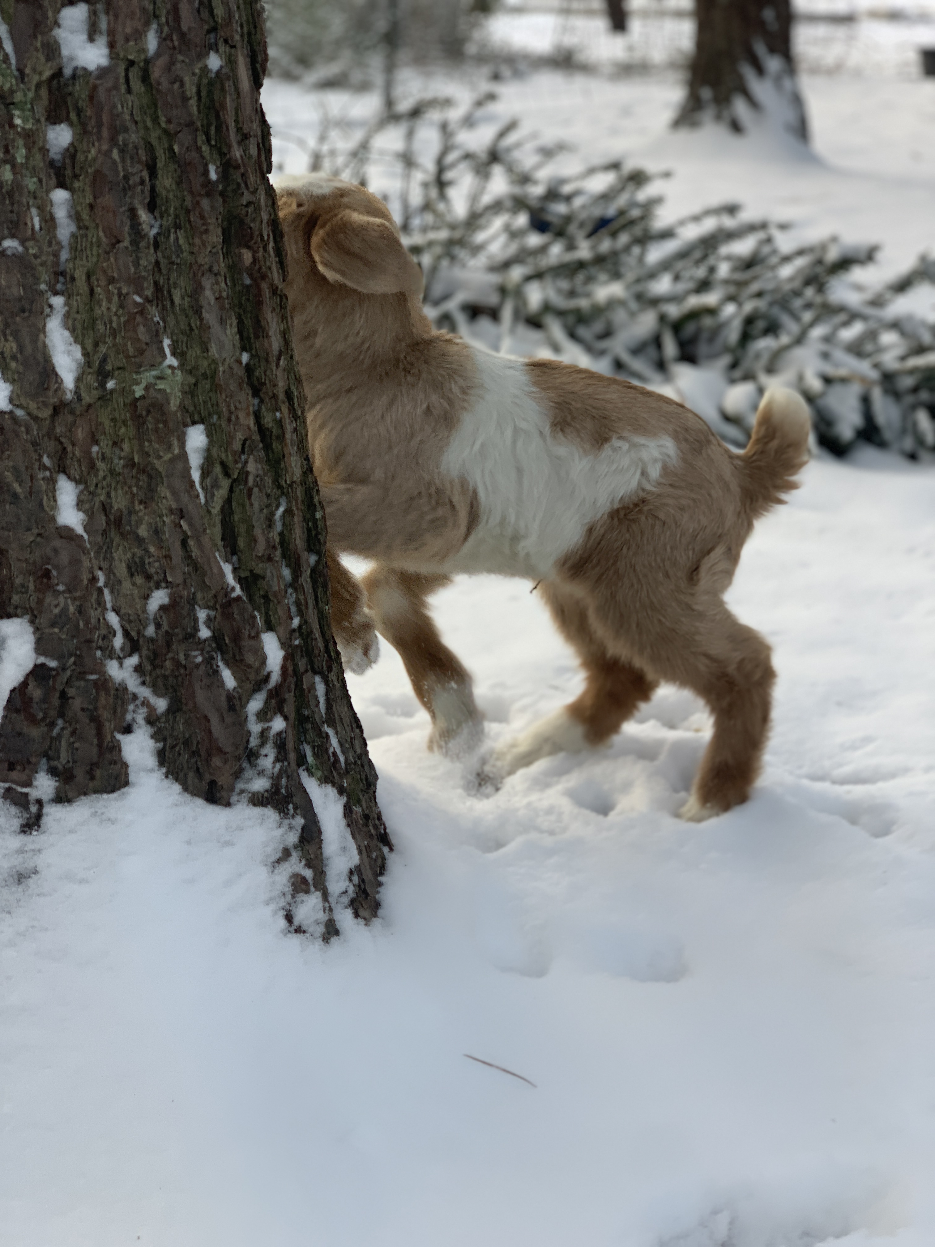 baby goats
